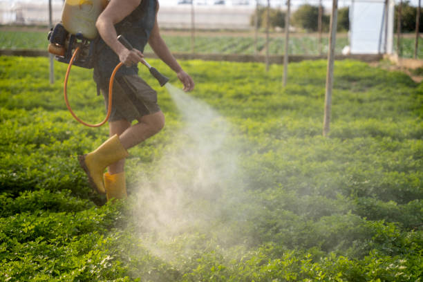 Best Wasp Removal Services  in Buhl, ID