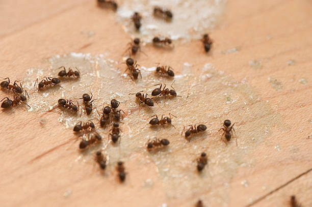 Best Local Pest Control Services  in Buhl, ID