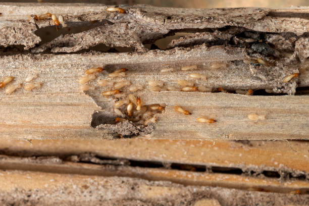 Best Pest Prevention Services  in Buhl, ID