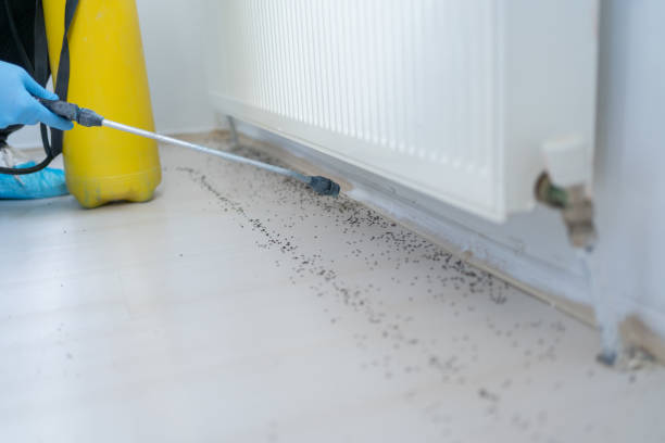 Best Best Pest Control Companies  in Buhl, ID
