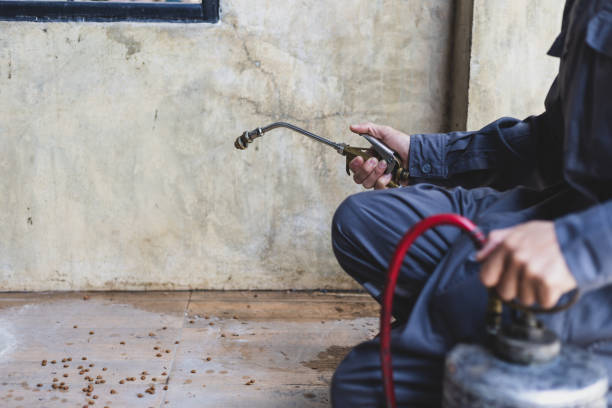 Wasp Removal Services in Buhl, ID
